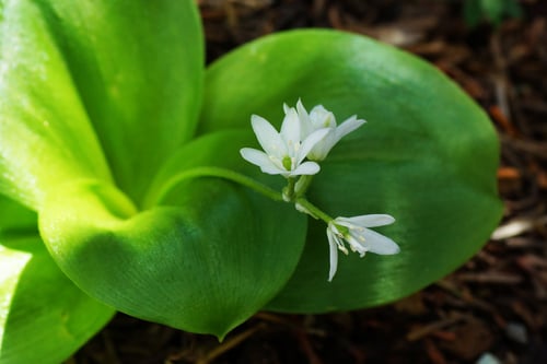 Clintonia udensis