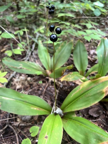 Clintonia umbellulata (Speckled wood lily) — photo
