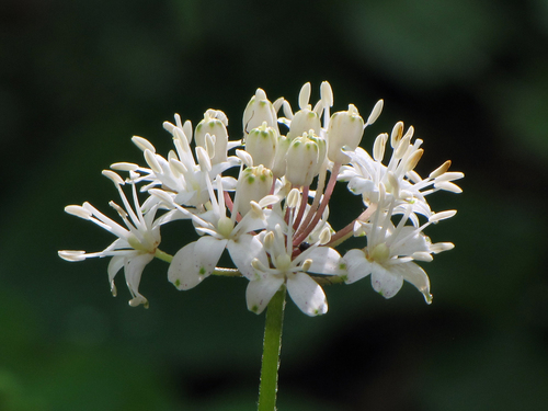 Clintonia umbellulata (Speckled wood lily) — photo