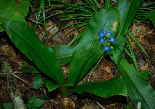 Clintonia umbellulata