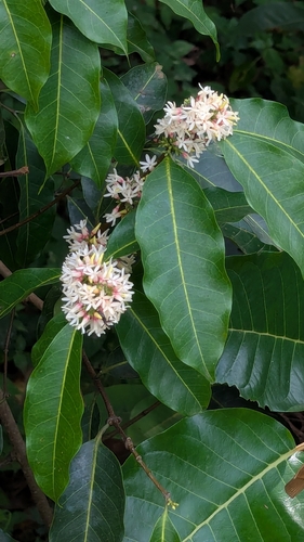 Clitandra cymulosa — photo