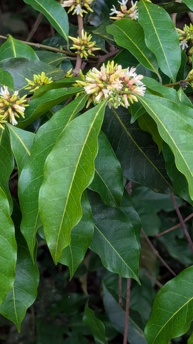 Clitandra cymulosa