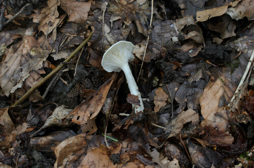 Clitocybe catinus — photo