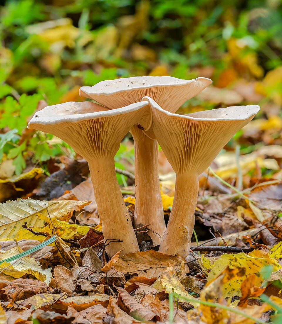 Clitocybe catinus — photo
