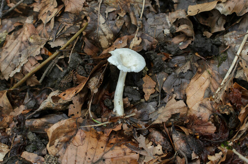 Clitocybe catinus