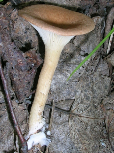 Clitocybe gibba (Cimballo) — photo
