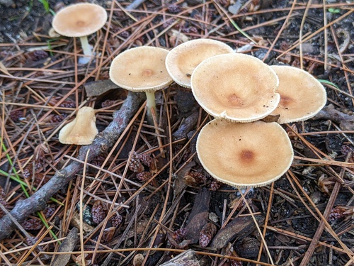 Clitocybe gibba (Cimballo) — photo