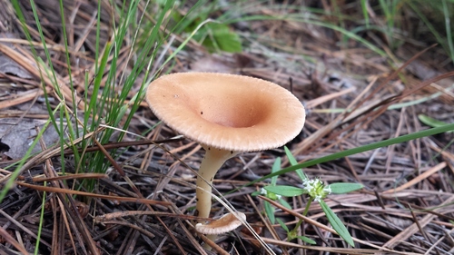 Clitocybe gibba