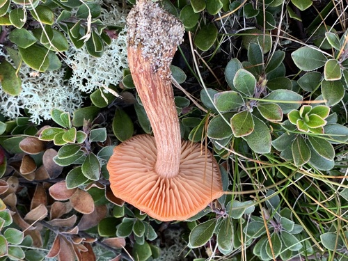 Clitocybe laccata (Supa salahi) — photo