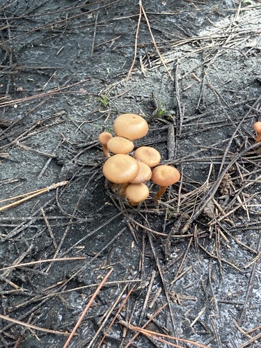 Clitocybe laccata (Supa salahi) — photo