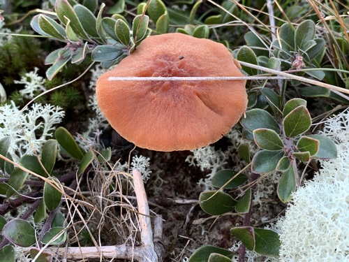 Clitocybe laccata
