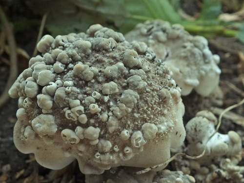 Clitocybe multiceps — photo