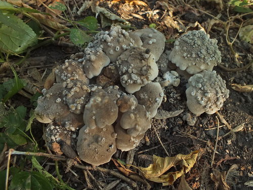 Clitocybe multiceps — photo