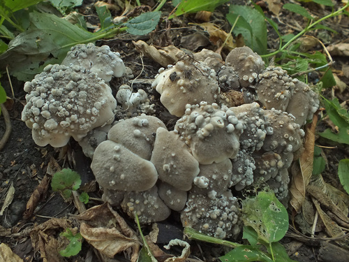 Clitocybe multiceps