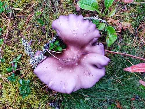 Clitocybe nuda (Blewitt) — photo