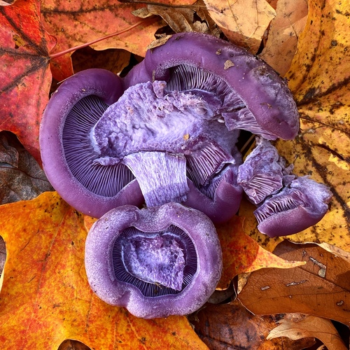 Clitocybe nuda