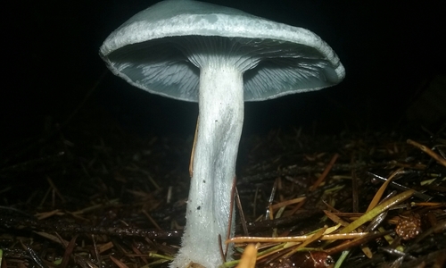 Clitocybe odora (Anise Cap) — photo