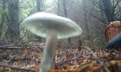 Clitocybe odora (Anise Cap) — photo