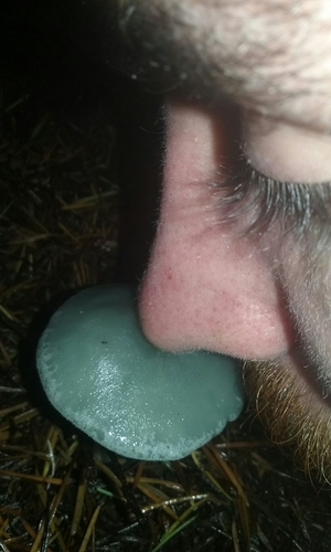 Clitocybe odora