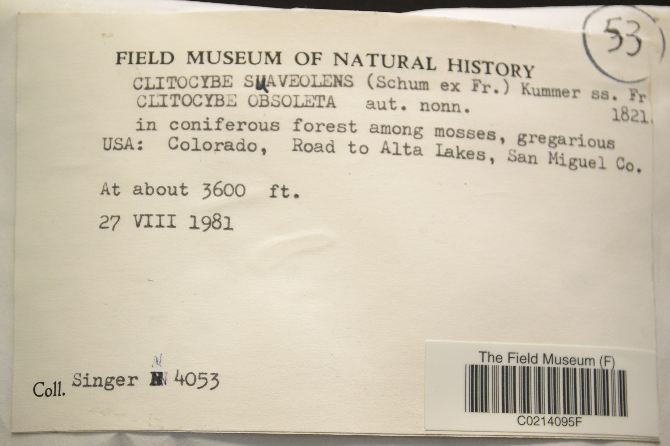 Clitocybe suaveolens — photo