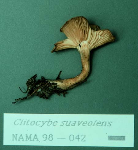 Clitocybe suaveolens
