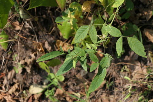 Clitoria annua (Bombay annua) — photo