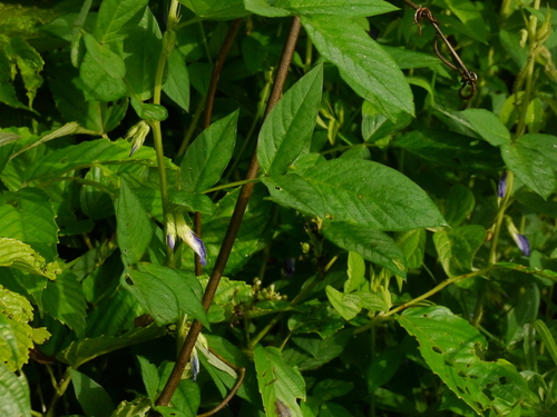 Clitoria annua (Bombay annua) — photo