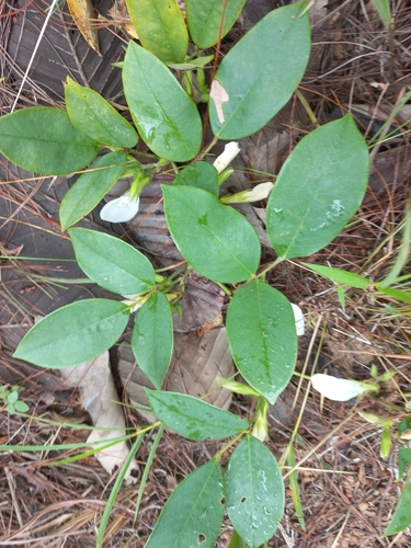 Clitoria macrophylla — photo