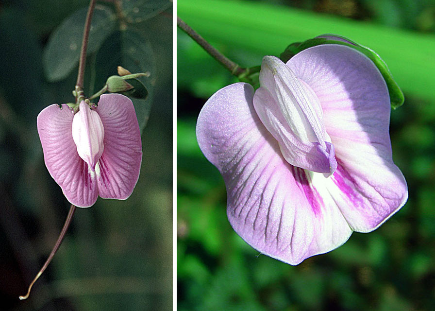 Clitoria macrophylla — photo