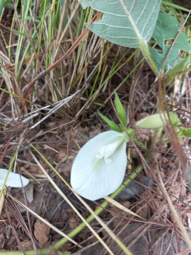 Clitoria macrophylla
