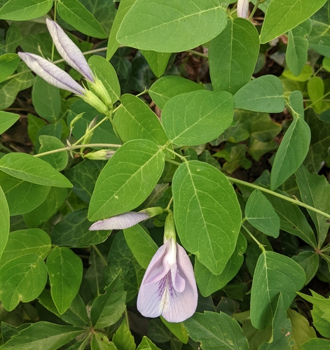 Clitoria mariana — photo