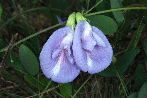 Clitoria mariana — photo