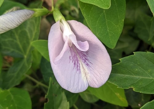 Clitoria mariana