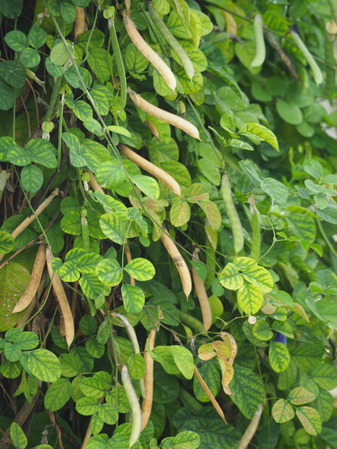 Clitoria ternatea (Butterfly Bean) — photo