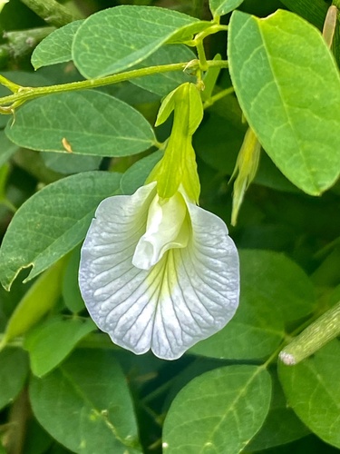 Clitoria ternatea (Butterfly Bean) — photo