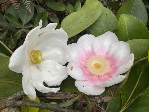 Clusia grandiflora