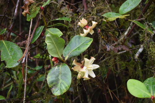 Clusia sphaerocarpa (Globular fruit clusia) — photo