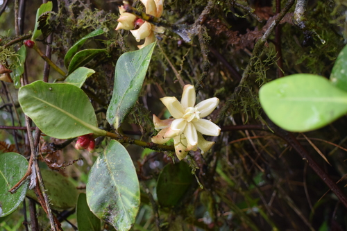Clusia sphaerocarpa (Globular fruit clusia) — photo