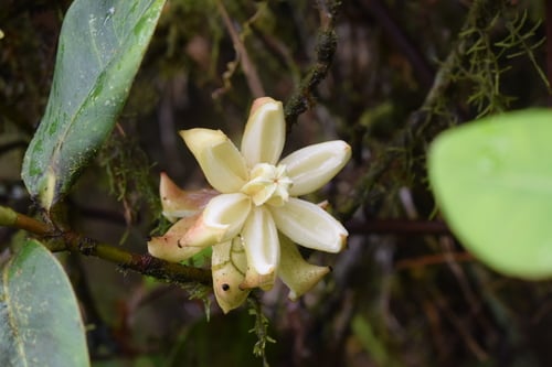 Clusia sphaerocarpa