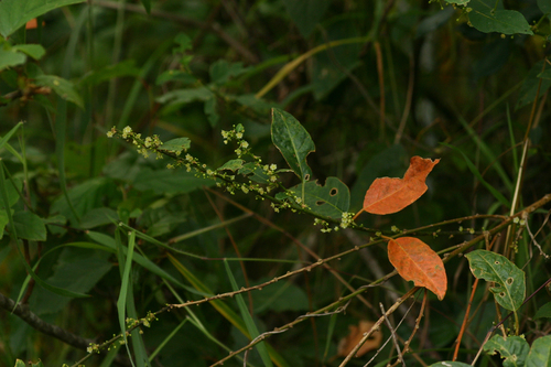 Clutia abyssinica (Smoothfruit lightning bush) — photo
