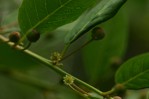 Clutia abyssinica (Smoothfruit lightning bush) — photo