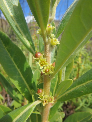 Clutia abyssinica