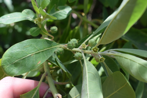Clutia lanceolata — photo