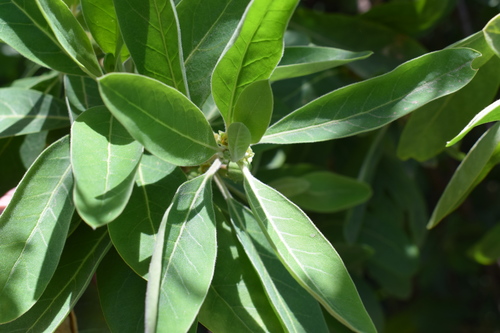 Clutia lanceolata