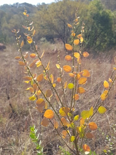 Clutia pulchella (Lightning bush) — photo