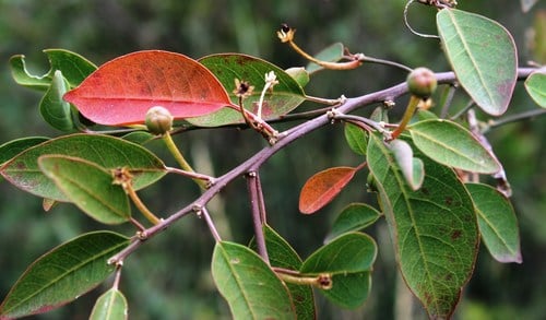 Clutia pulchella
