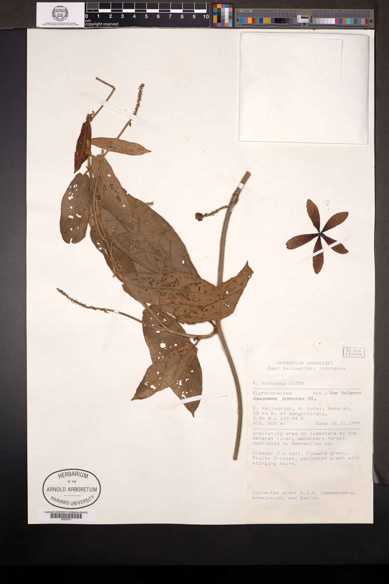 Cnesmone javanica — photo