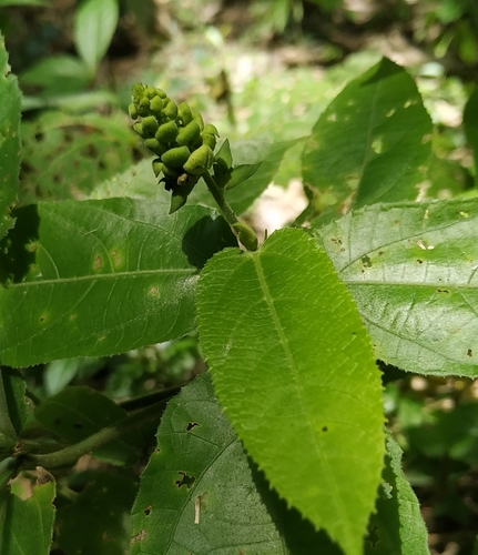 Cnesmone javanica
