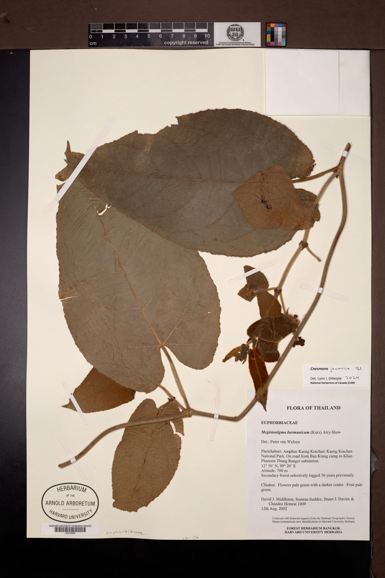 Cnesmone javanica — photo