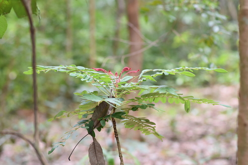 Cnestis palala (Palala vines) — photo